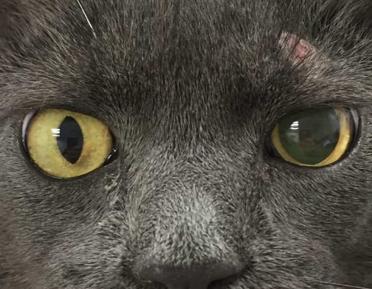 Anisocoria In A Cat