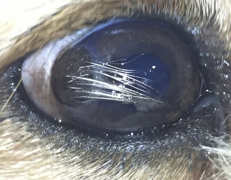 Dermoid On A Dogs Cornea