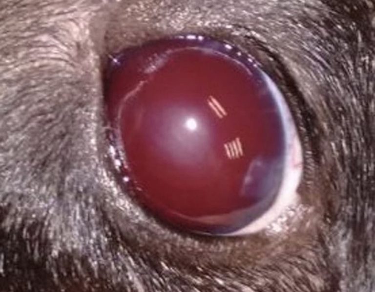 Hyphaema In A Dog