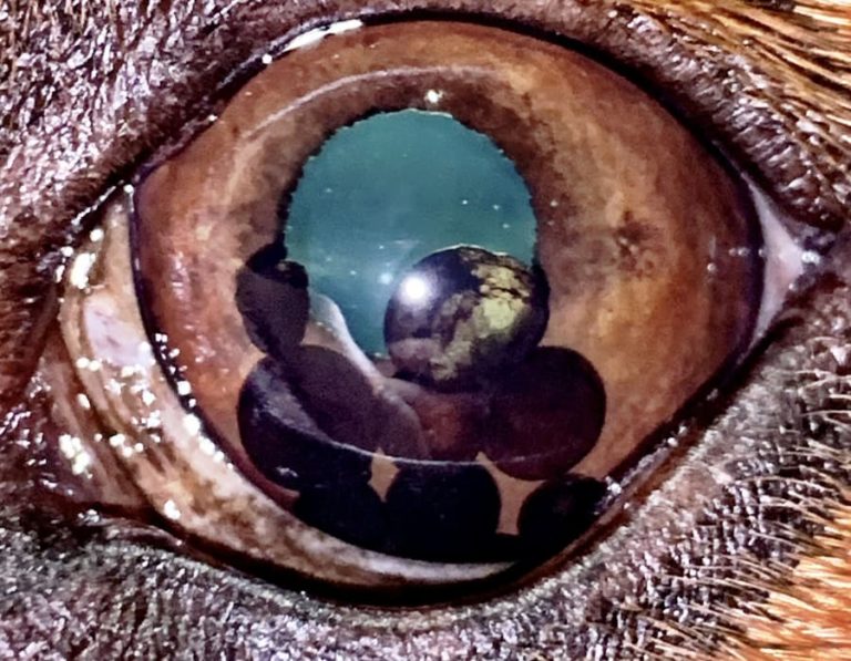 Iris Cysts In A Dog