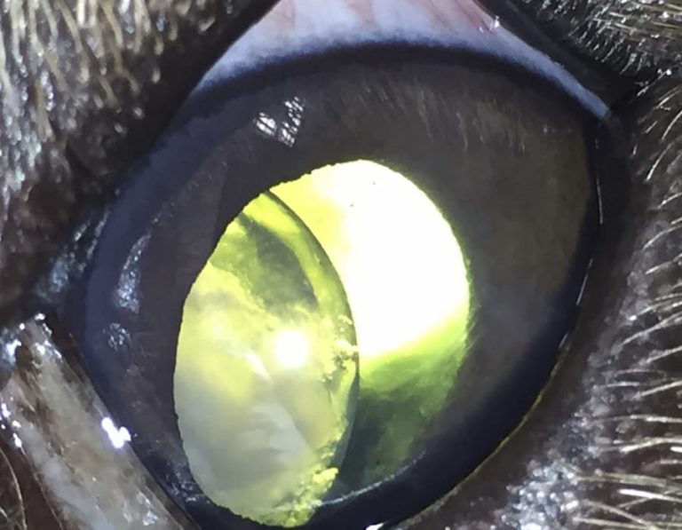 Lens Luxation In A Dog