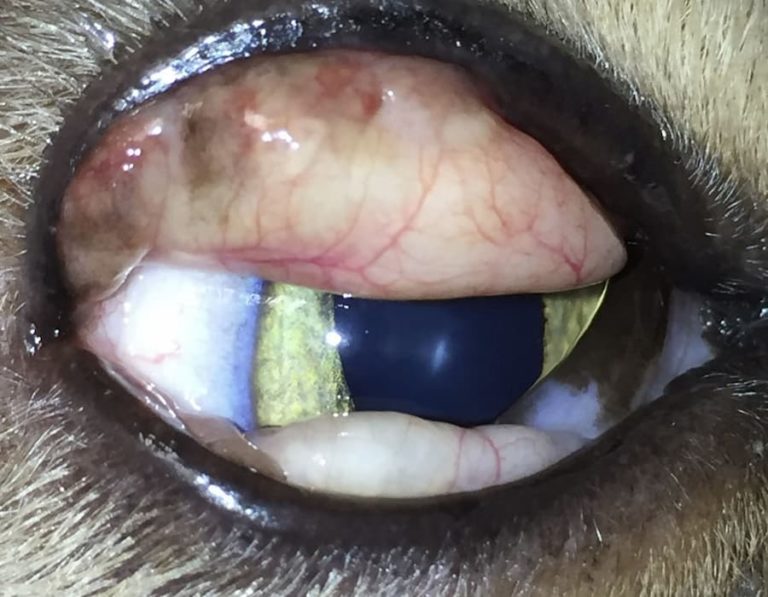 Lipogranulomas In A Cat