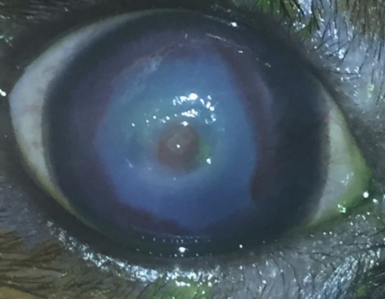 Melting Corneal Ulcer In A Dog