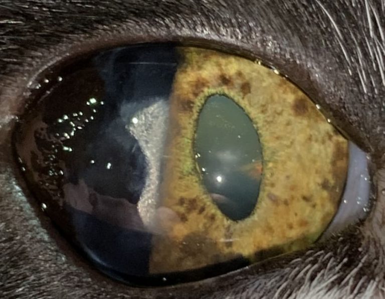 Ocular Melanoma In A Cat